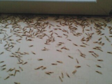 家里发现白蚁有翅成虫分飞这样应急处理