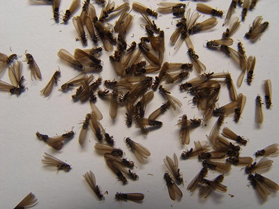 云东海防治白蚁公司辨别白蚁和蚂蚁（繁衍蚁）小技巧