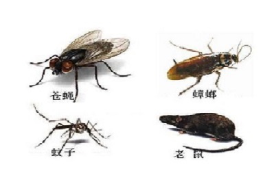 西南除虫灭鼠中心室内消杀除四害的方法