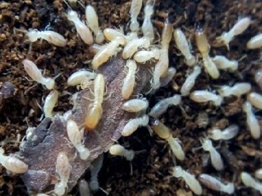 芦苞白蚁验收公司白蚁预防和灭治通常主要分为四点