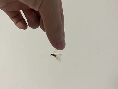佛山白蚁防治中心白蚁分飞期到来,如何做好居家防范?