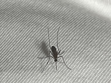 三水除四害公司社区蚊子大作战，你参与了吗？