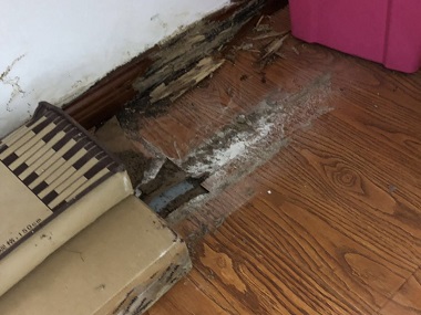 大塘白蚁备案机构4大诱因，让卫生间成白蚁“温床”