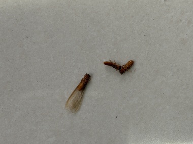 大塘灭治白蚁站飞白蚁到底是什么？长什么样