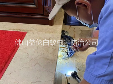 大塘装置诱杀箱监测白蚁工程